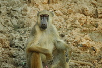 : Papio cynocephalus cynocephalus; Yellow Baboon