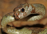 : Aplopeltura boa; Blunt-headed Slug Snake