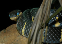 : Boiga dendrophila; Mangrove Snake