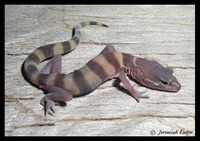 : Coleonyx variegatus abbotti; San Diego Banded Gecko