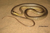 : Masticophis flagellum lineatulus; Lined Coachwhip