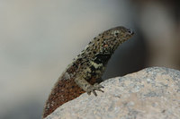 : Tropidurus delanonis; Lava Lizard