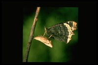 : Nymphalis antiopa; Mourning Cloak Butterfly