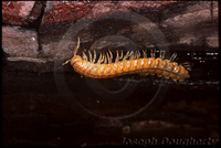 : Xystocheir dissecta; Millipede