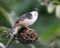 Rufous-backed Sibia