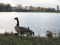 Brante canadensis Canada Goose カナダガン