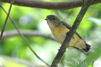 Fire-breasted Flowerpecker 紅胸啄花鳥