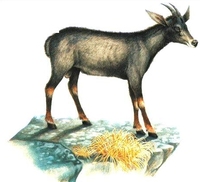 시로우, 수마트라영양 Mainland Serow, Capricornis sumatraensis