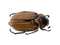 Anoxia matutinalis