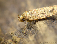 Agonopterix heracliana