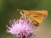 Thymelicus acteon - Lulworth Skipper