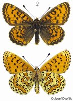 Melitaea trivia - Lesser Spotted Fritillary