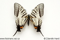 Graphium alebion