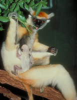 Golden-crowned sifaka (Propithecus tattersalli)