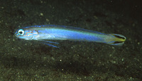 Ptereleotris uroditaenia, Flagtail dartfish: aquarium