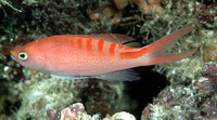 Pseudanthias lori, Lori's anthias: aquarium