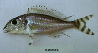 Xenotilapia caudafasciata, : aquarium