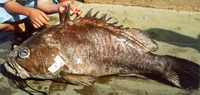 Epinephelus cifuentesi, Olive grouper: fisheries