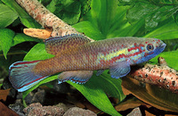 Callopanchax occidentalis, Golden pheasant panchax: aquarium