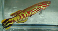Fundulopanchax spoorenbergi, : aquarium