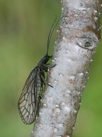 Sialis lutaria - Alderfly