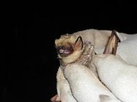 Image of: Lasiurus cinereus (hoary bat)