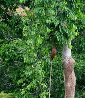 Image of: Manis tetradactyla (long-tailed pangolin)