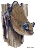 Image of: Nycticeius humeralis (evening bat)