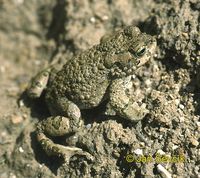 Bufo oblongus