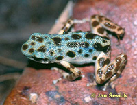 Dendrobates pumilio - Red Poison Dart Frog