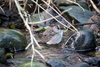 Zonotrichia atricapilla - Golden-crowned Sparrow