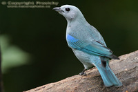 Thraupis episcopus - Blue-grey Tanager