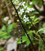 Image of: Cordulegaster maculata