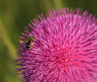 Image of: Halictidae (halictid bees and sweat bees)