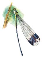 Image of: Megaloprepus caerulatus
