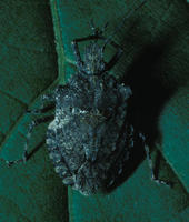 Image of: Pentatomidae (stink bugs and terrestrial turtle bugs)