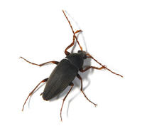 Image of: Tenebrionidae (darkling beetles)