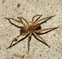 Image of: Arctosa littoralis (beach wolf spider)