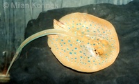 Taeniura lymma - Blue Spotted Fantail Stingray