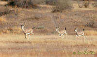 Gazella subgutturosa - Goitered Gazelle