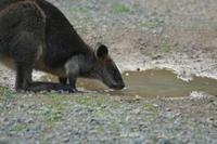 Wallabia bicolor - Swamp Wallaby