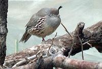 Image of: Callipepla gambelii (Gambel's quail)