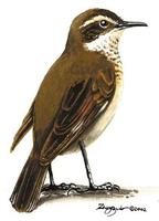 Image of: Cinclodes fuscus (bar-winged cinclodes)