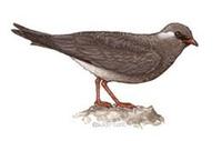 Image of: Glareola nuchalis (rock pratincole)