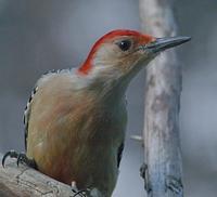 Image of: Melanerpes carolinus (red-bellied woodpecker)