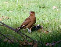 Image of: Milvago chimango (Chimango caracara)