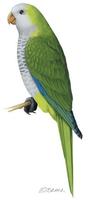 Image of: Myiopsitta monachus (monk parakeet)