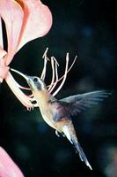 Image of: Phaethornis syrmatophorus (tawny-bellied hermit)