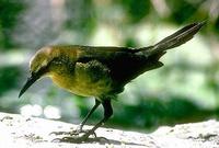 Image of: Quiscalus quiscula (common grackle)