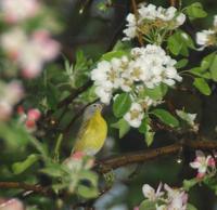 Image of: Vermivora ruficapilla (Nashville warbler)